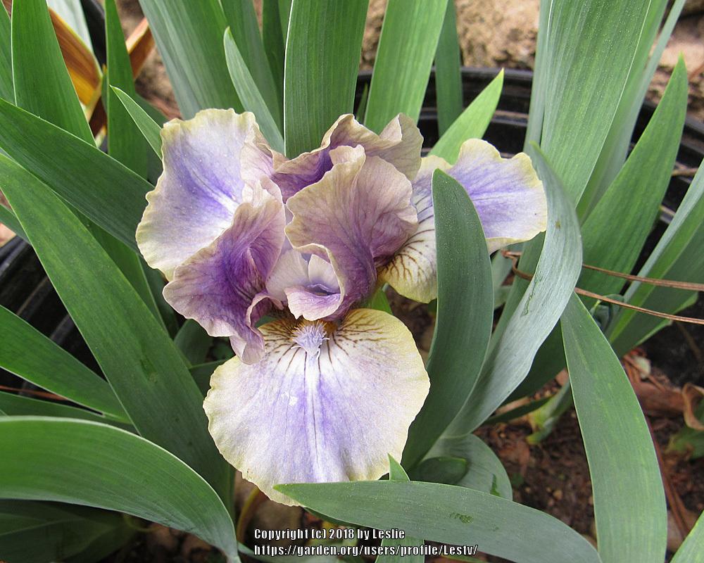 Photo of Standard Dwarf Bearded Iris (Iris 'Celtic Faerie') uploaded by Lestv