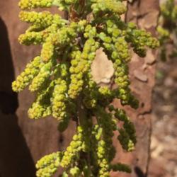 Location: Vienna, VA
Date: 2018-04-30
catkins on young Quercus prinoides