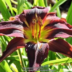 Location: Enterprise, Al. 36330
Date: 2018-05-01
Chief Four Fingers stunning poly bloom