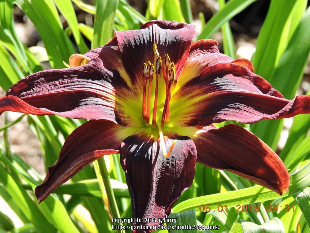 Photo of Daylily (Hemerocallis 'Chief Four Fingers') uploaded by Seedfork