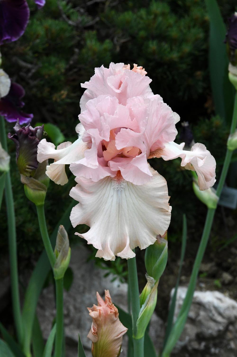 Photo of Tall Bearded Iris (Iris 'For Lovers Only') uploaded by cliftoncat