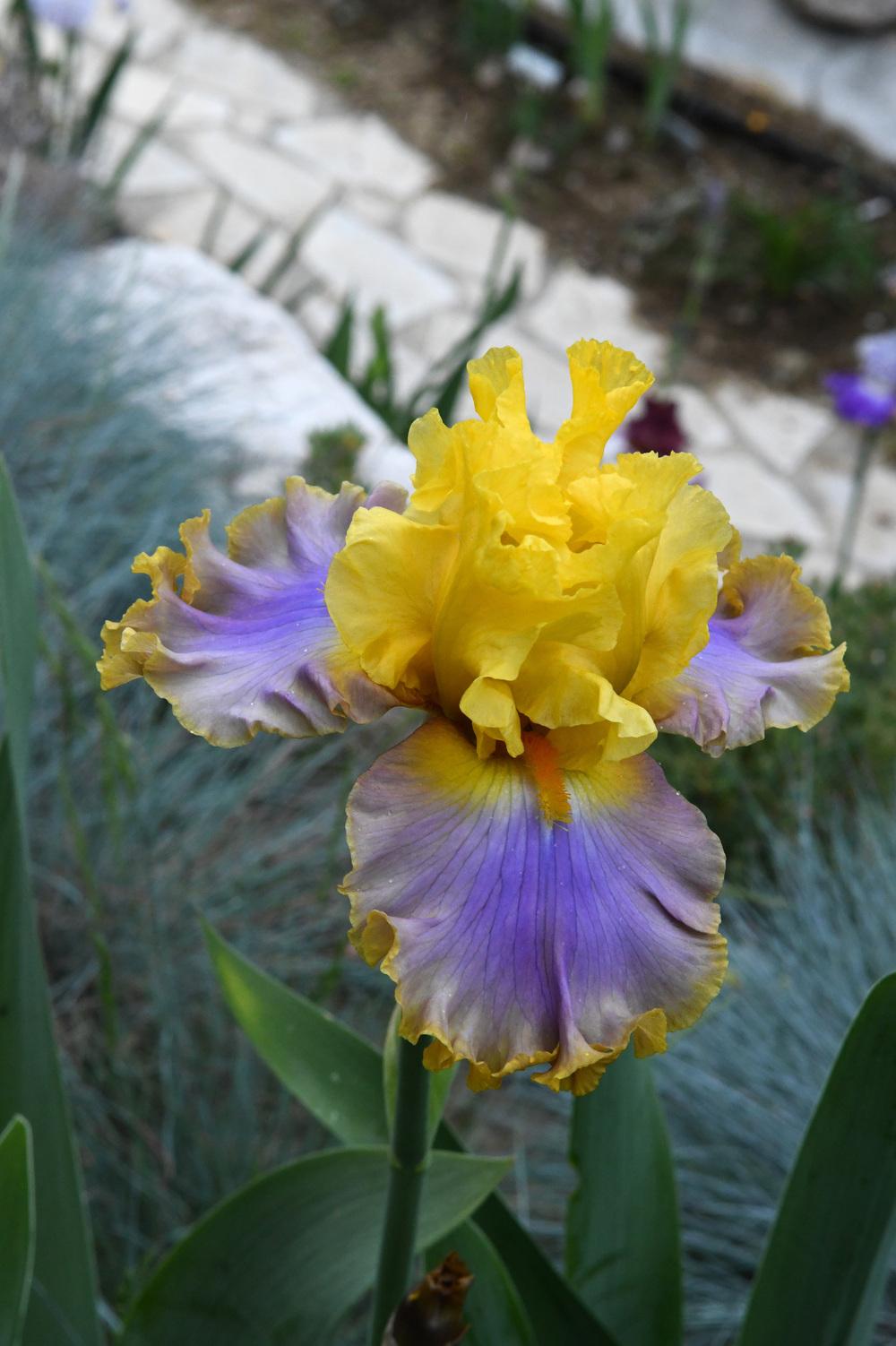 Photo of Tall Bearded Iris (Iris 'Catwalk Queen') uploaded by cliftoncat