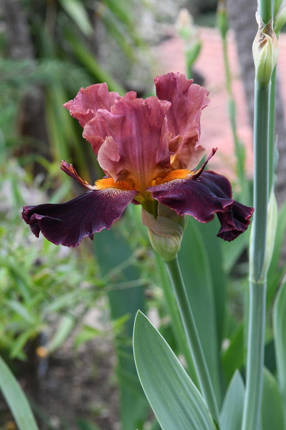 Photo of Tall Bearded Iris (Iris 'Beefy') uploaded by cliftoncat