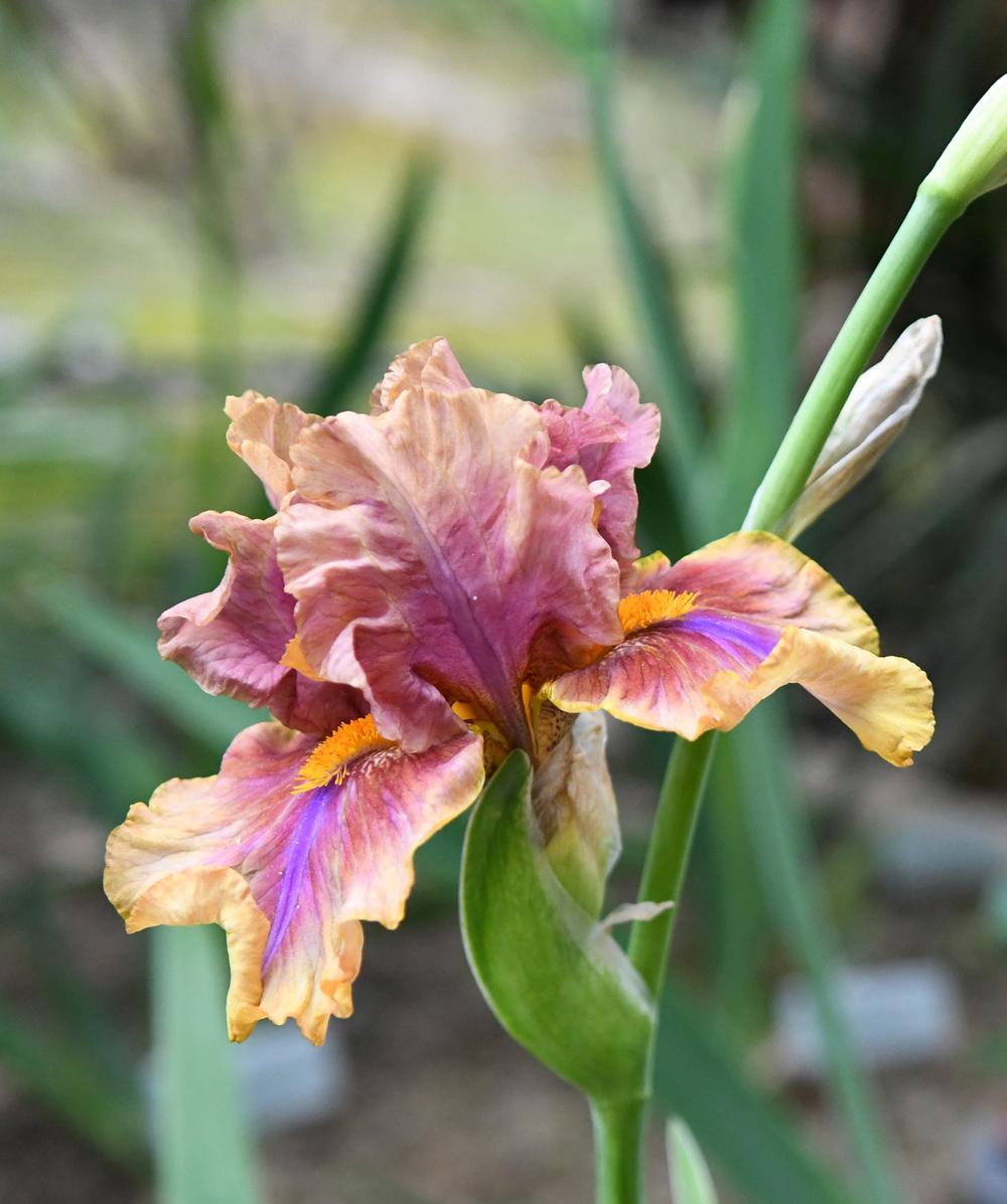 Photo of Tall Bearded Iris (Iris 'Maggie Beth') uploaded by cliftoncat