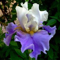 
Date: 2018-04-30
Perfect name for this Iris, she's a beauty!