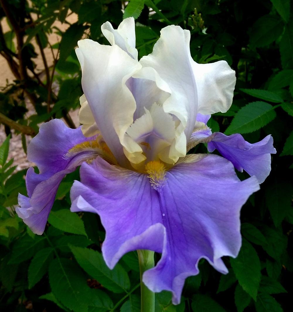 Photo of Tall Bearded Iris (Iris 'Mother Earth') uploaded by cocoajuno