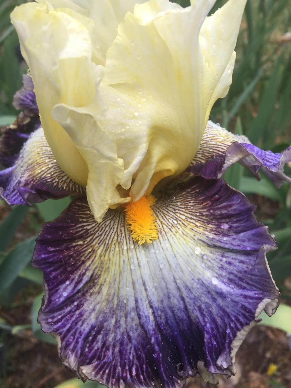 Photo of Tall Bearded Iris (Iris 'Cosmic Melody') uploaded by Charriet