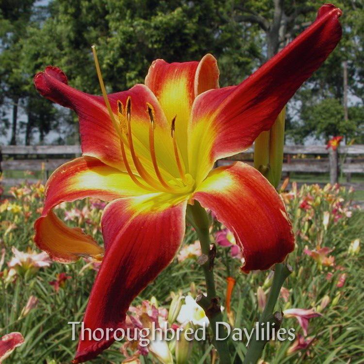 Photo of Daylily (Hemerocallis 'Redneck Red') uploaded by DaylilySLP