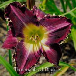 
Date: 2007-06-12
Photo courtesy of Thoroughbred Daylilies