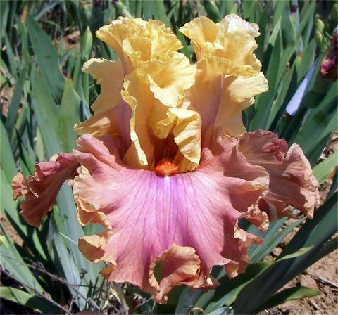 Photo of Tall Bearded Iris (Iris 'Glamazon') uploaded by Joy