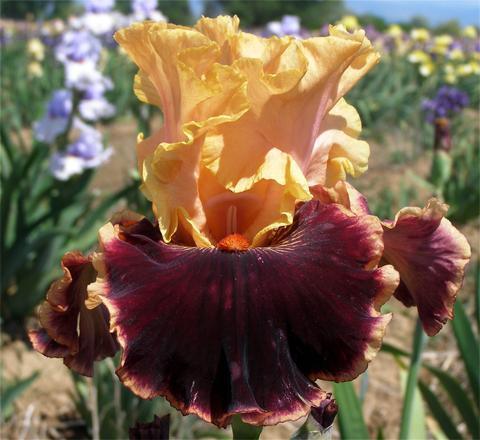 Photo of Tall Bearded Iris (Iris 'Glamour Pants') uploaded by Joy