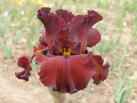 Photo of Tall Bearded Iris (Iris 'Grateful Red') uploaded by Joy