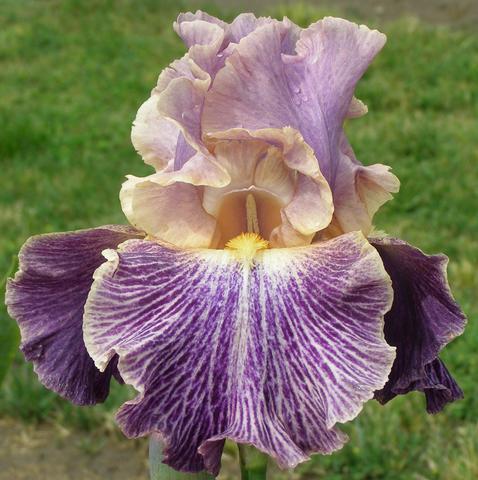 Photo of Tall Bearded Iris (Iris 'Elizabethan Age') uploaded by Joy