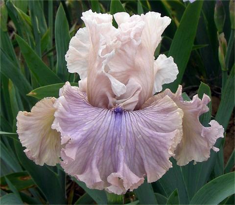Photo of Tall Bearded Iris (Iris 'Haunted Heart') uploaded by Joy