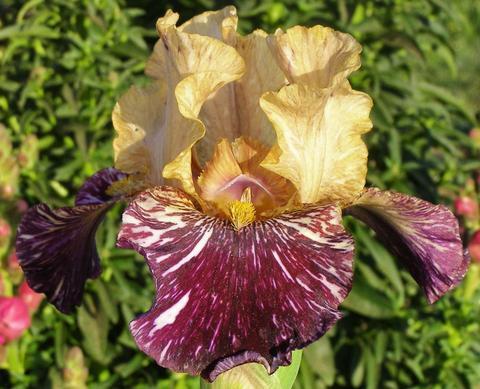Photo of Tall Bearded Iris (Iris 'Grape Snakez') uploaded by Joy