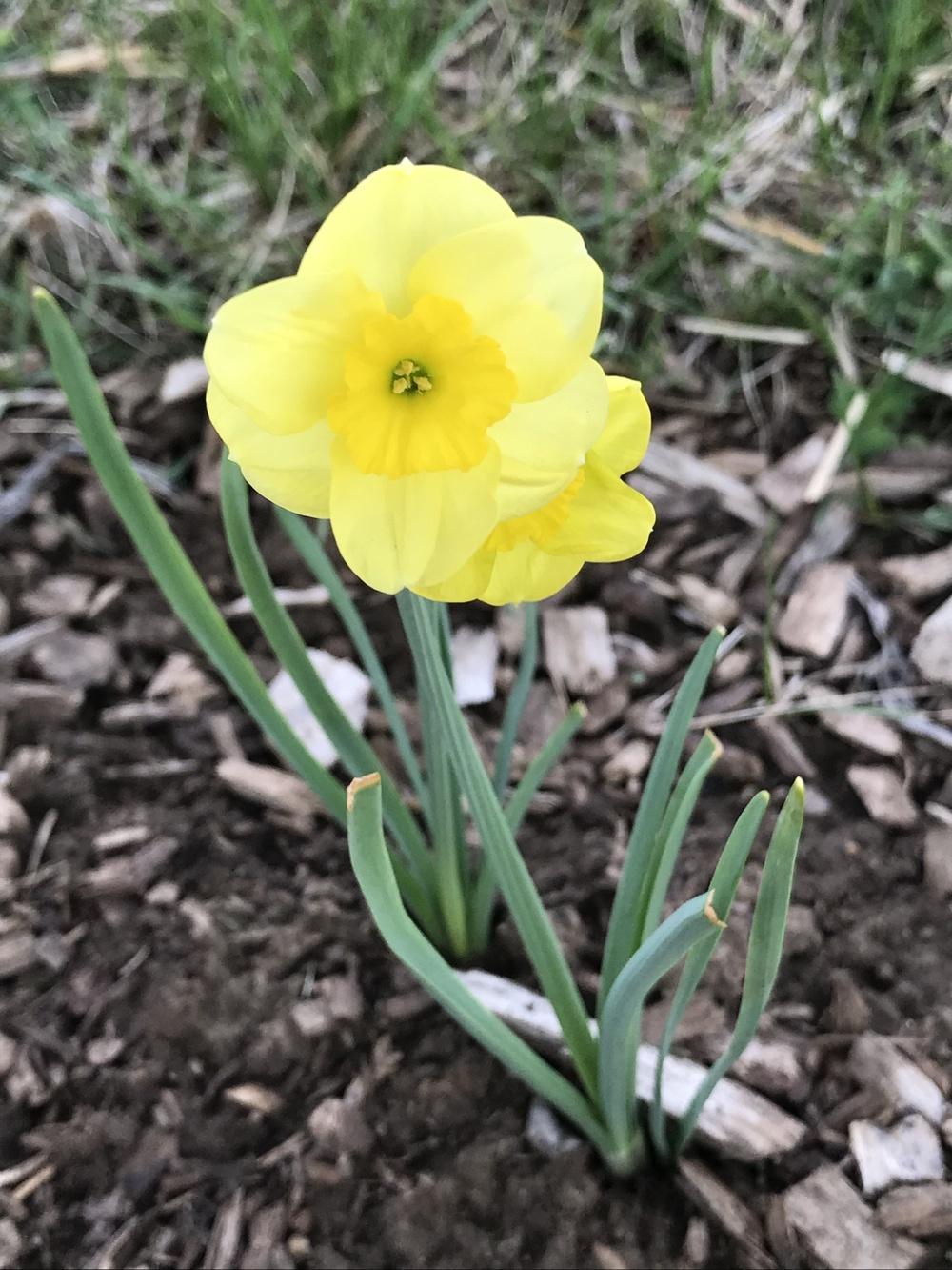 Photo of Jonquilla Daffodil (Narcissus 'Sun Disc') uploaded by Legalily