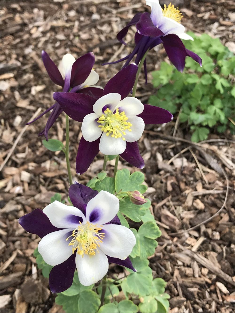 Photo of Columbine (Aquilegia 'Swan Violet and White') uploaded by Legalily