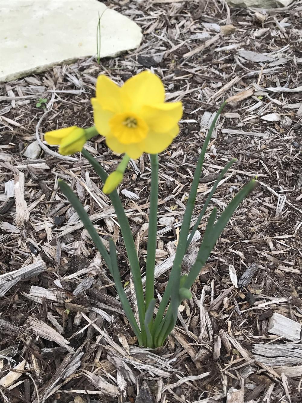 Photo of Jonquilla Daffodil (Narcissus 'Kokopelli') uploaded by Legalily