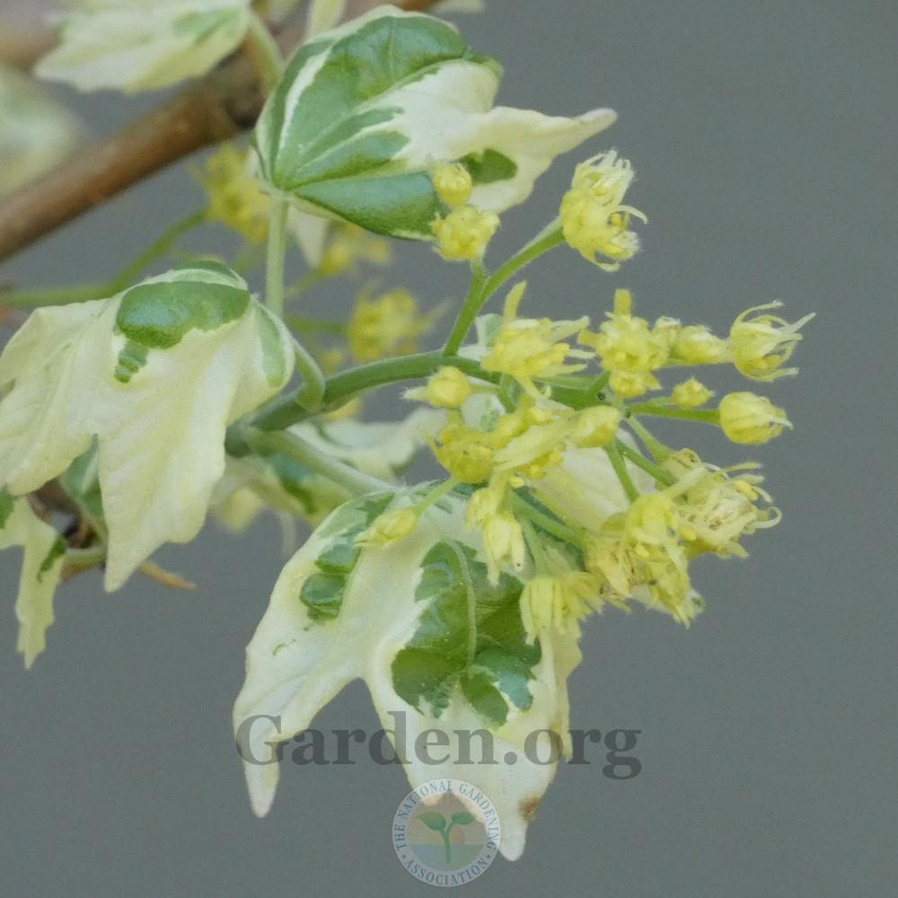 Photo of Hedge Maple (Acer campestre 'Carnival') uploaded by Patty