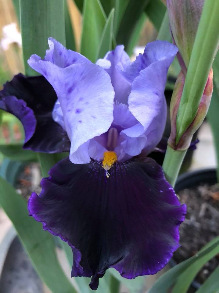 Photo of Tall Bearded Iris (Iris 'Habit') uploaded by aikenforflowers