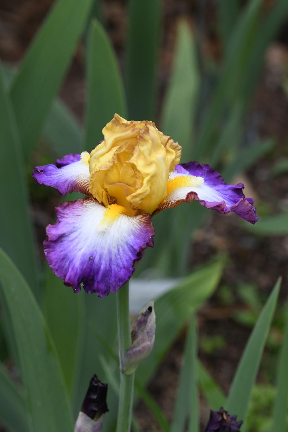 Photo of Tall Bearded Iris (Iris 'Gérard Brière') uploaded by cliftoncat