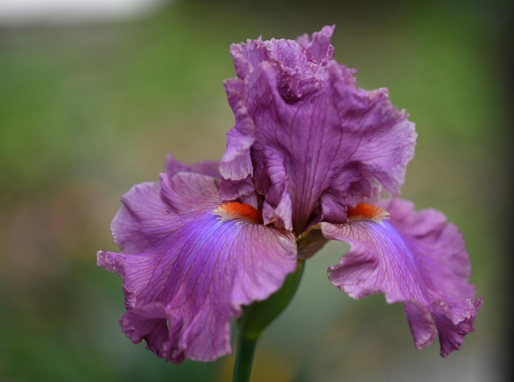 Photo of Tall Bearded Iris (Iris 'Eye for Style') uploaded by cliftoncat