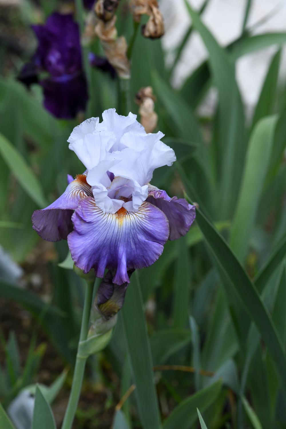 Photo of Tall Bearded Iris (Iris 'Arthouse') uploaded by cliftoncat