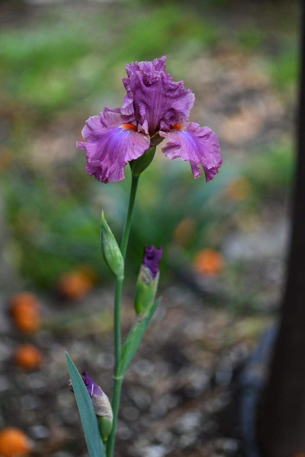Photo of Tall Bearded Iris (Iris 'Eye for Style') uploaded by cliftoncat