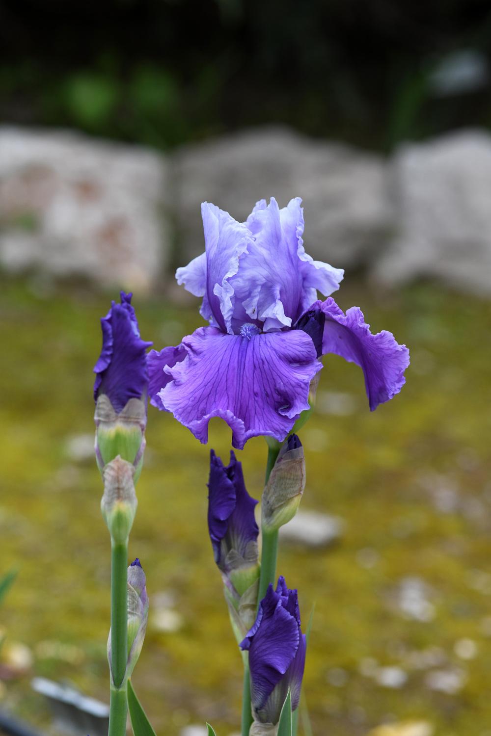 Photo of Tall Bearded Iris (Iris 'Loopty Loo') uploaded by cliftoncat