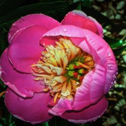 Location: Botanical Gardens of the State of Georgia...Athens, Ga
Date: 2018-05-02
Pink Peony 015