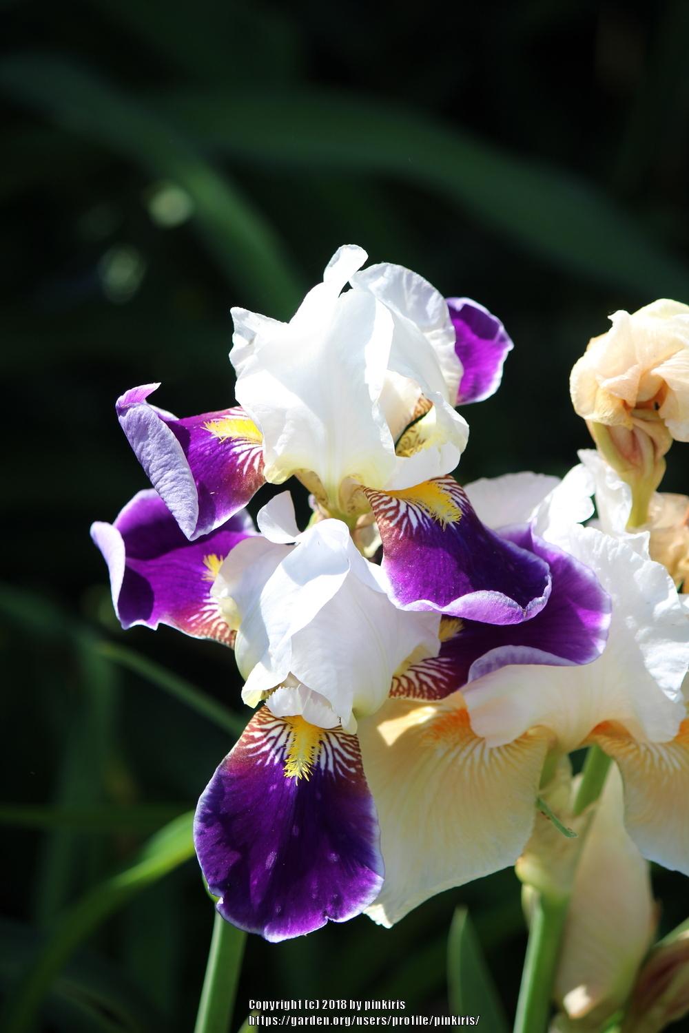 Photo of Tall Bearded Iris (Iris 'Wabash') uploaded by pinkiris