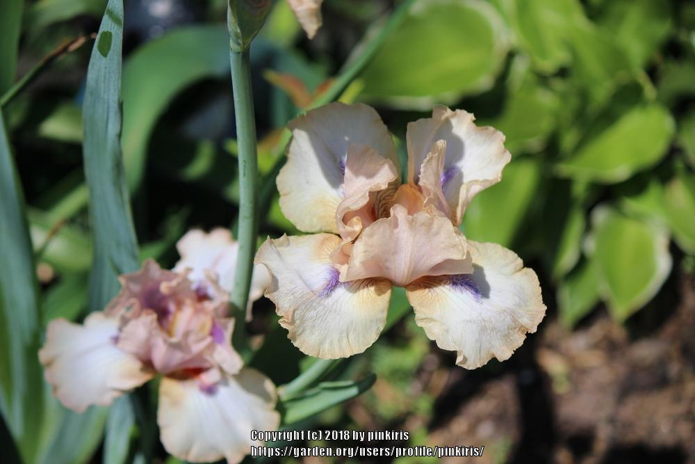 Photo of Irises (Iris) uploaded by pinkiris