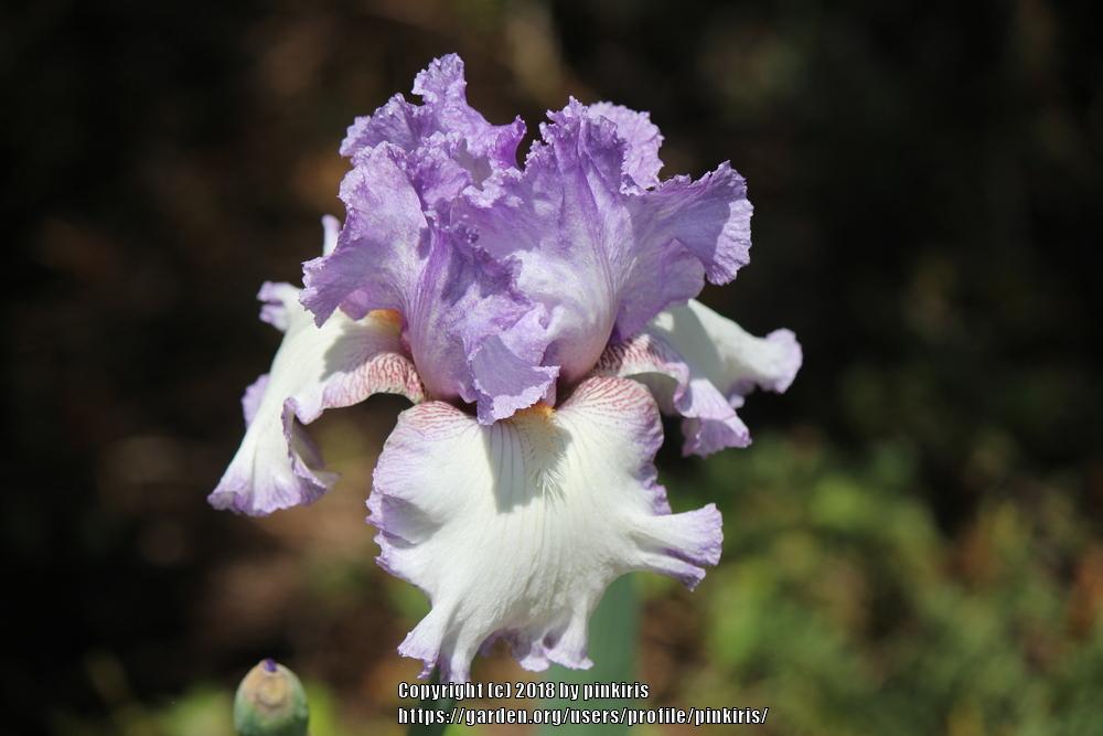 Photo of Tall Bearded Iris (Iris 'Autumn Circus') uploaded by pinkiris
