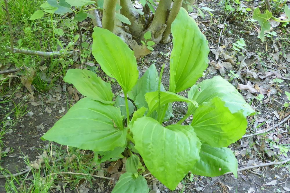 Photo of Plantain (Plantago major) uploaded by wildflowers