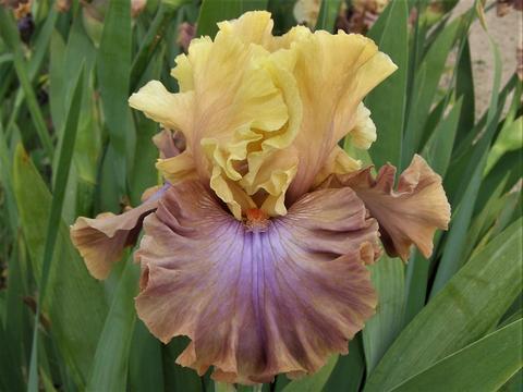 Photo of Tall Bearded Iris (Iris 'Show Your Colours') uploaded by Joy