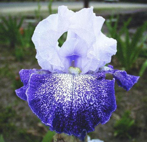 Photo of Tall Bearded Iris (Iris 'Splashacata') uploaded by Joy