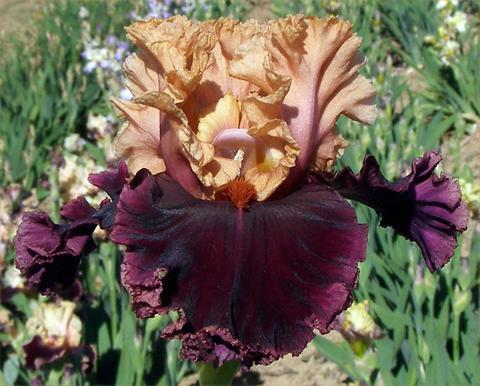 Photo of Tall Bearded Iris (Iris 'Toronto') uploaded by Joy