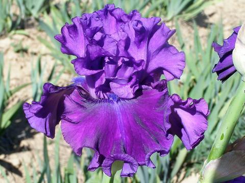 Photo of Tall Bearded Iris (Iris 'Standing Proud') uploaded by Joy