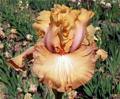 Photo of Tall Bearded Iris (Iris 'Temple of Time') uploaded by Joy