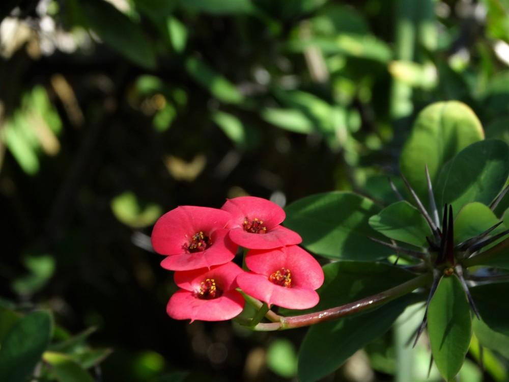 Photo of Crown of Thorns (Euphorbia milii) uploaded by carolem