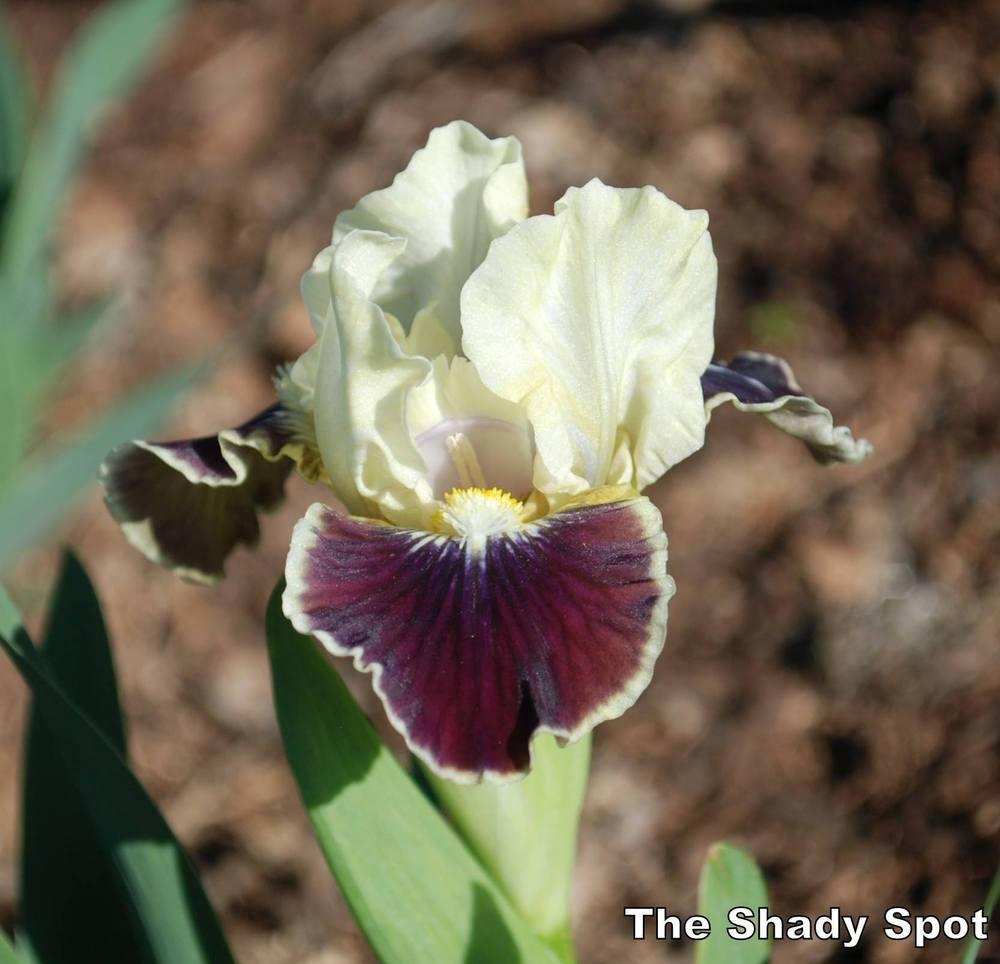 Photo of Standard Dwarf Bearded Iris (Iris 'Coconino') uploaded by lovemyhouse