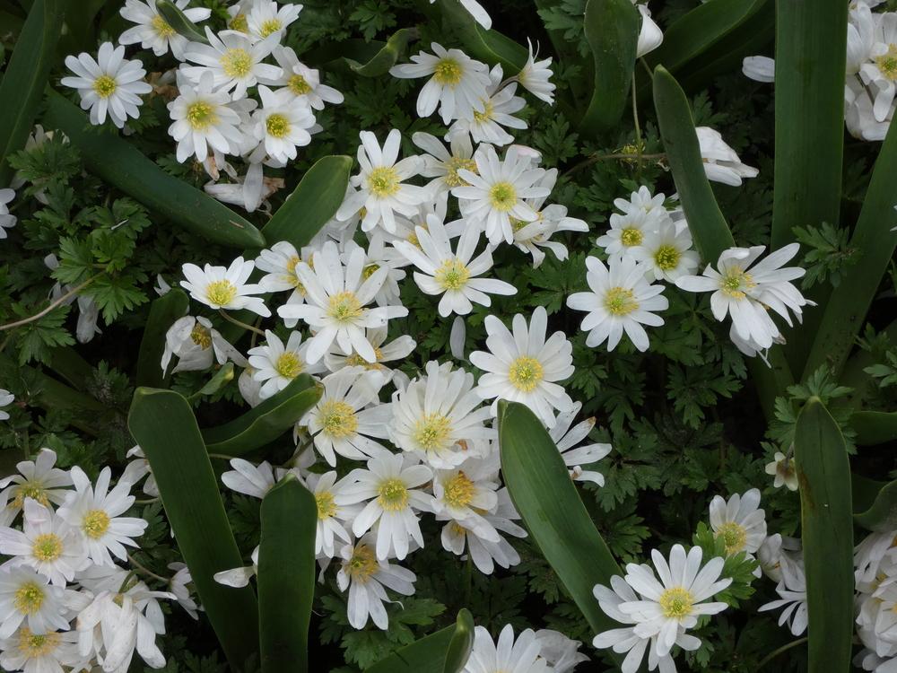 Photo of Grecian Windflower (Anemone blanda 'White Splendour') uploaded by mellielong