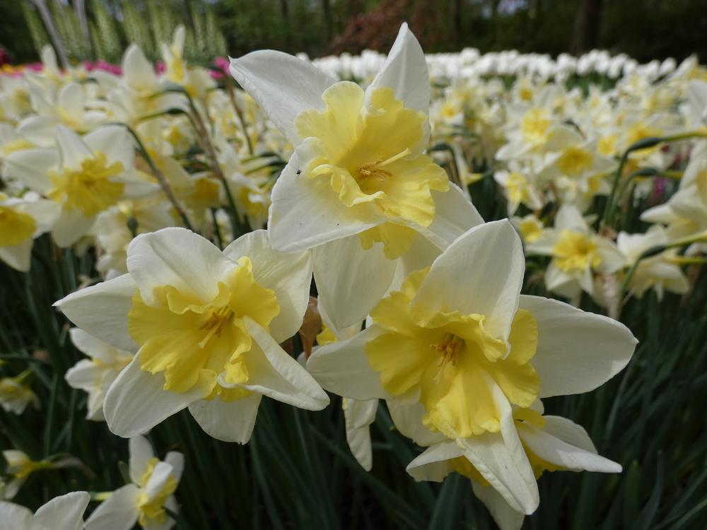 Photo of Split-Cupped Daffodil (Narcissus 'Prom Dance') uploaded by mellielong