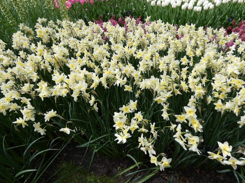 Photo of Split-Cupped Daffodil (Narcissus 'Prom Dance') uploaded by mellielong