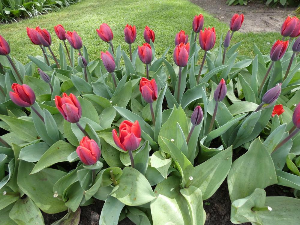 Photo of Single Early Tulip (Tulipa 'Couleur Cardinal') uploaded by mellielong