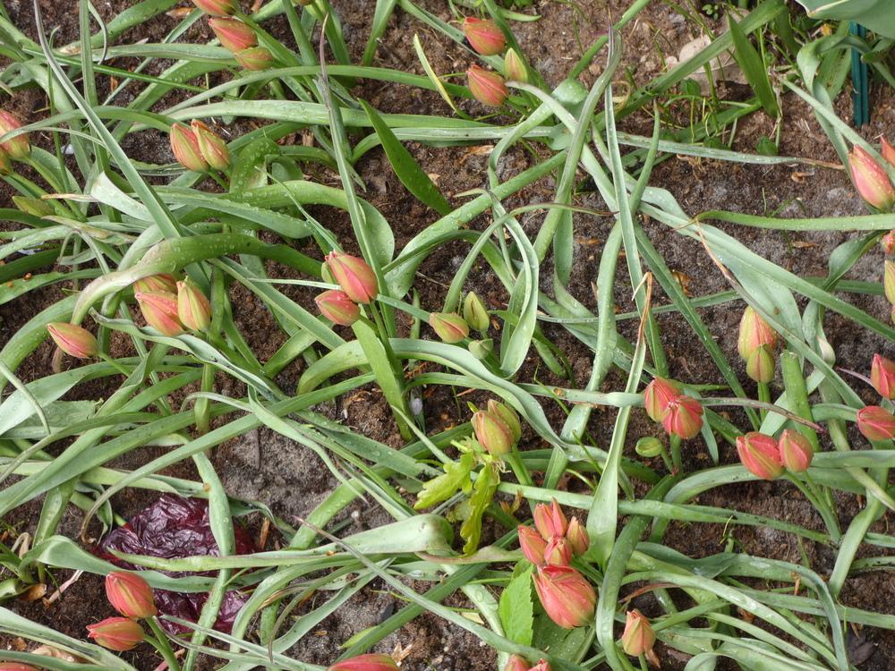 Photo of Species Hybrid Tulip (Tulipa 'Little Princess') uploaded by mellielong