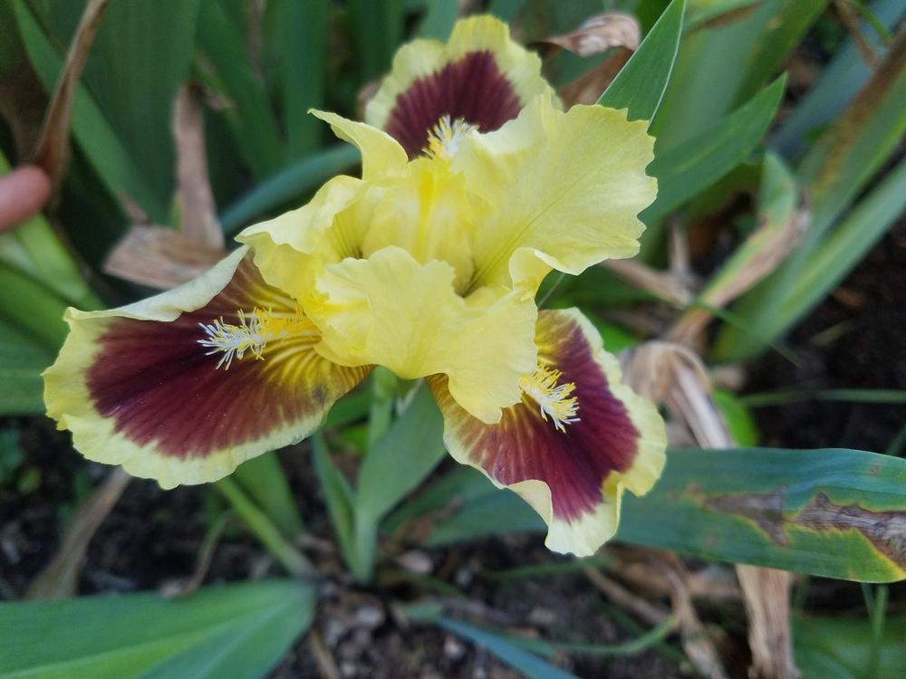 Photo of Standard Dwarf Bearded Iris (Iris 'Ultimate') uploaded by mesospunky