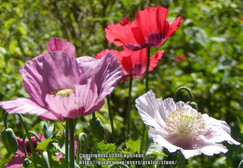 Photo of Opium Poppy (Papaver somniferum) uploaded by stone