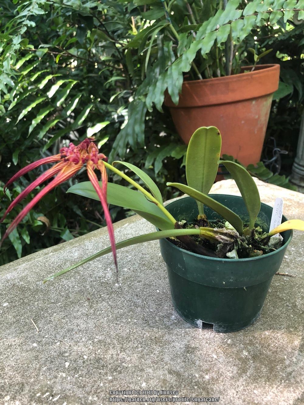 Photo of Orchid (Bulbophyllum wendlandianum) uploaded by sugarcane