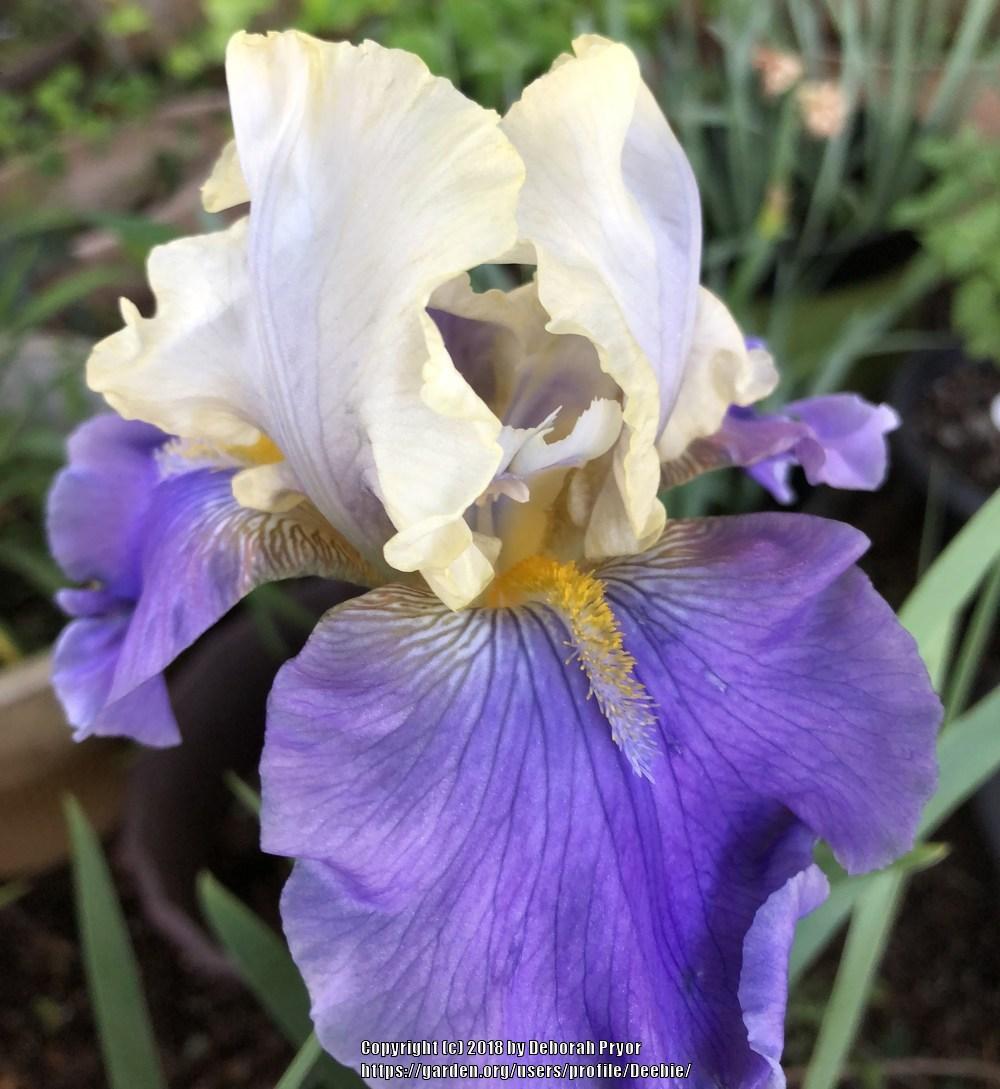 Photo of Tall Bearded Iris (Iris 'Mother Earth') uploaded by Deebie